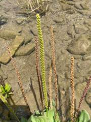 Plantago subnuda