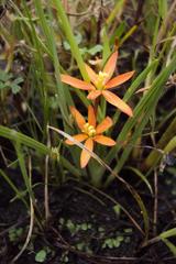 Duthiastrum linifolium