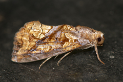 Plusiodonta coelonota