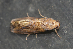 Plusiodonta coelonota