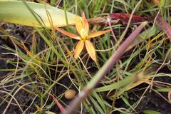 Duthiastrum linifolium