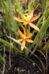 Duthiastrum linifolium