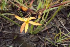 Duthiastrum linifolium