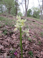 Orchis provincialis