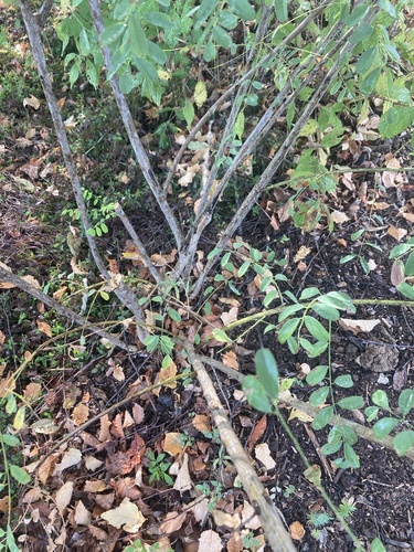 Amorpha laevigata, photograph 2