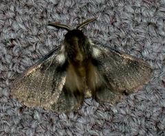 Thaumetopoea apologetica