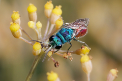 Chrysis inaequalis