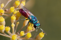 Chrysis inaequalis