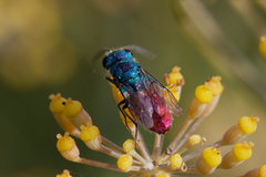Chrysis inaequalis