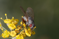 Muscidae