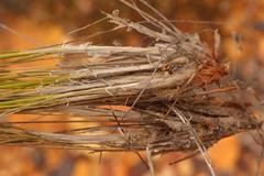 Ficinia anysbergensis