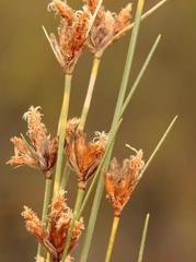 Ficinia anysbergensis