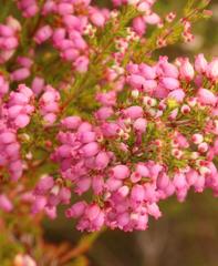 Erica gracilis