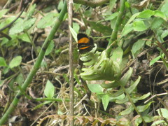 Heterusia
