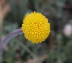 Lasiospermum pedunculare