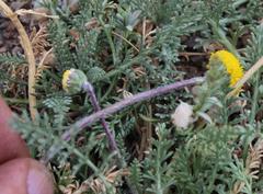 Lasiospermum pedunculare