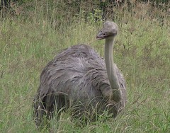 Struthio molybdophanes