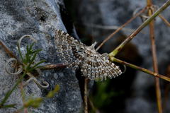 Alucita grammodactyla