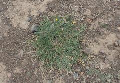 Lasiospermum pedunculare
