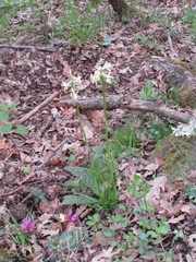 Orchis provincialis