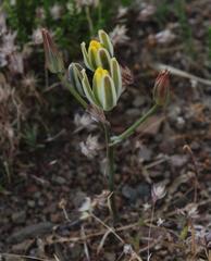 Albuca longipes