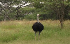 Struthio molybdophanes