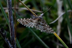 Alucita grammodactyla