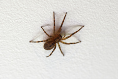 Zoropsis spinimana