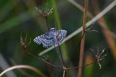 Alucita grammodactyla