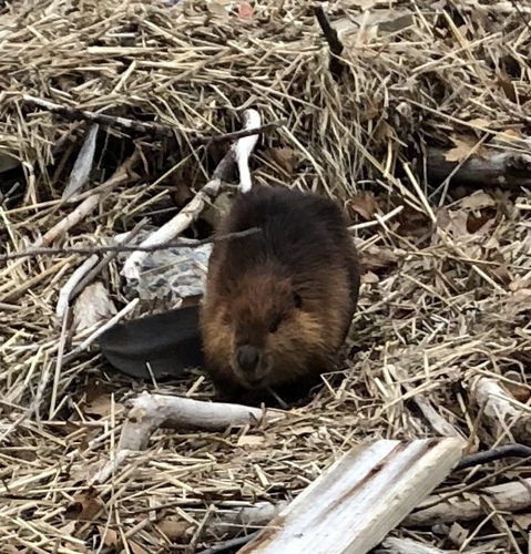 American Beaver photographed in Massachusetts