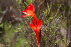Watsonia tabularis