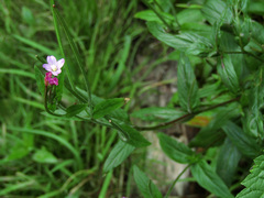 Epilobium adenocaulon