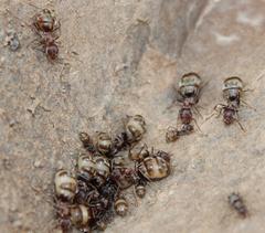 Anoplolepis custodiens