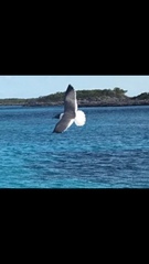 Leucophaeus atricilla