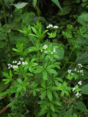Galium rivale