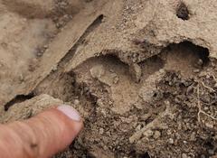 Anoplolepis custodiens