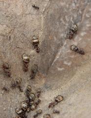 Anoplolepis custodiens