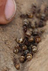 Anoplolepis custodiens