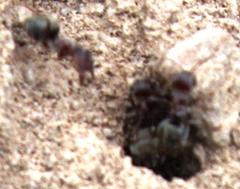 Anoplolepis custodiens