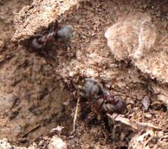 Anoplolepis custodiens