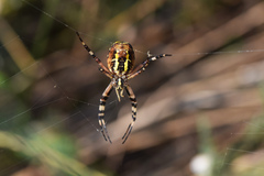 Argiope bruennichi