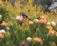 Leucospermum pluridens