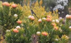 Leucospermum pluridens