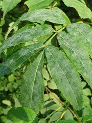 Erysiphe vanbruntiana