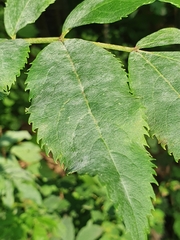 Erysiphe vanbruntiana