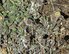 Leptinella albida