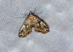 Elophila faulalis