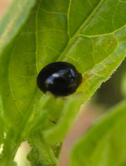 Exochomus