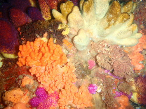 Leptophyton fustis
