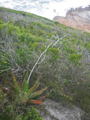 Gasteria acinacifolia